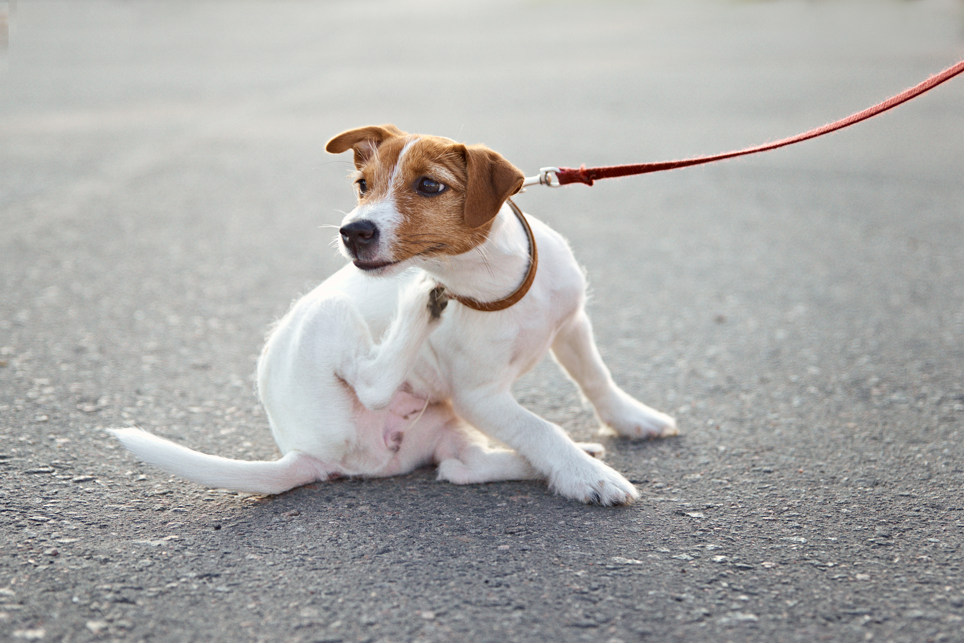 Dermatología en Pequeños Animales: principales patologías y tratamientos